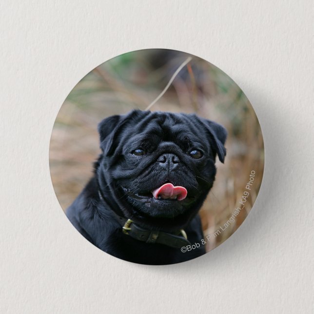 Badge Rond 5 Cm Carlin noir haletant tout en regardant (Devant)