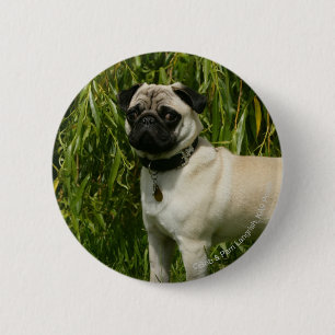 Badge Rond 5 Cm Carlin regardant l'appareil-photo