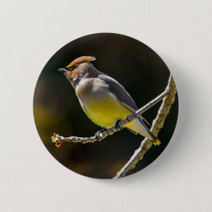 Badge Rond 5 Cm Cèdre cire Songbird Photo originale Oiseau sauvage