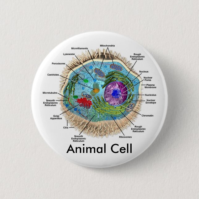 Badge Rond 5 Cm Cellule animale (Devant)