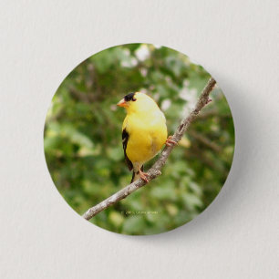 Badge Rond 5 Cm Chardonneret américain