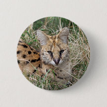 Chat Serval se relaxant dans l'herbe