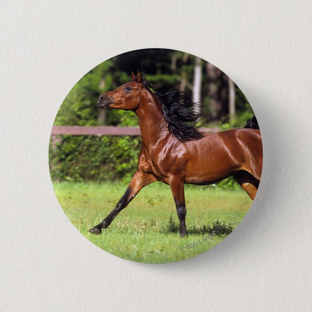 Badge Rond 5 Cm Cheval arabe courant 2 (Devant)