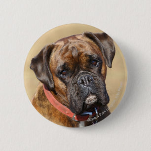 Badge Rond 5 Cm Chien Brindle de boxeur