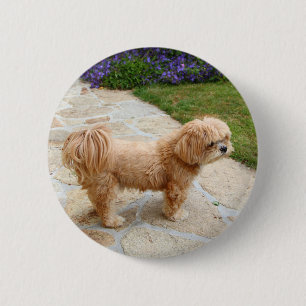 Badge Rond 5 Cm Chien Lhasa Apso dans un jardin