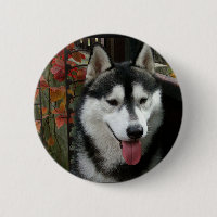 Chien malamué de l'Alaska 3