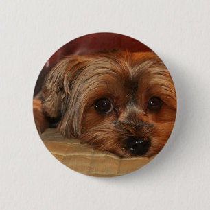 Badge Rond 5 Cm Chien mignon de Yorkshire Terrier