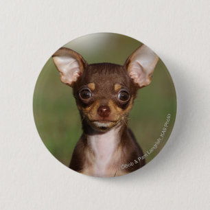 Badge Rond 5 Cm Chihuahua Puppy regarde l'appareil photo