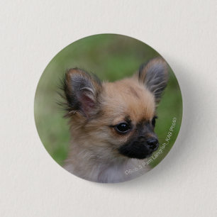 Badge Rond 5 Cm Chiot aux cheveux longs de chiwawa regardant