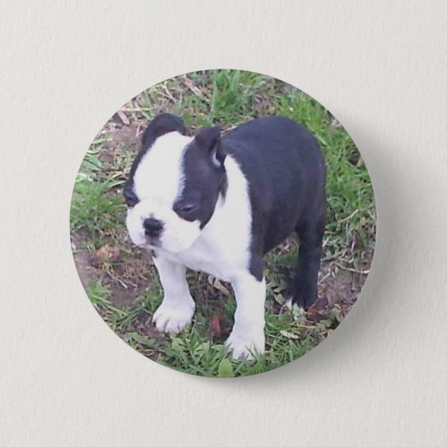 Badge Rond 5 Cm Chiot de Boston Terrier (Devant)