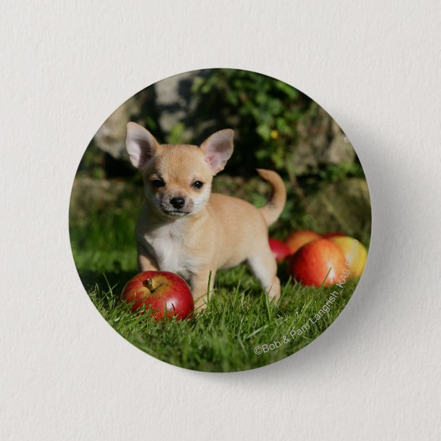 Badge Rond 5 Cm Chiot de chiwawa avec des pommes (Devant)