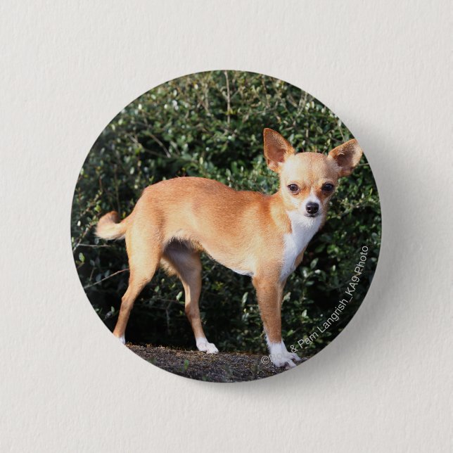 Badge Rond 5 Cm Chiot de chiwawa de tasse de thé (Devant)