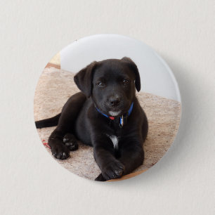 Badge Rond 5 Cm Chiot de récupération Black Labrador