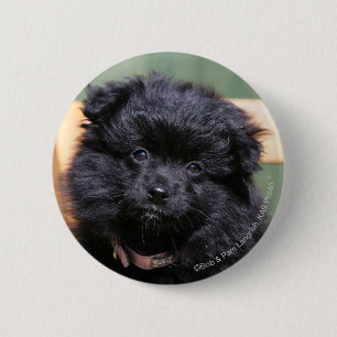 Badge Rond 5 Cm Chiot noir de Pomeranian