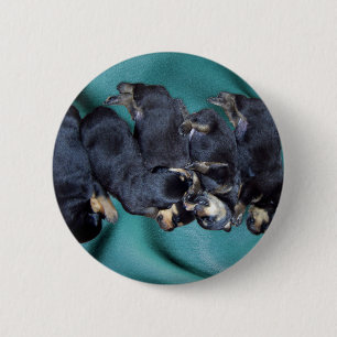 Badge Rond 5 Cm chiots à tête blanche