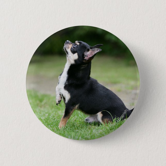 Badge Rond 5 Cm Chiwawa noir et crème (Devant)