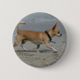 Badge Rond 5 Cm Chiwawa sur la plage