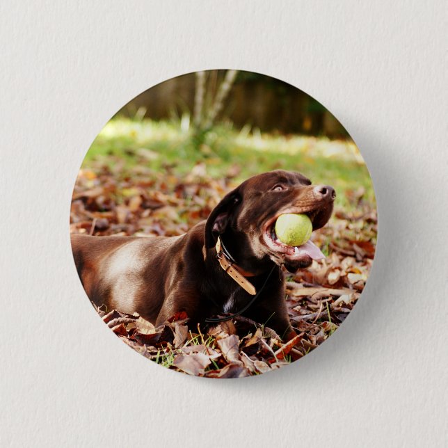 Badge Rond 5 Cm Chocolat Labrador Jouer Avec Ball (Devant)