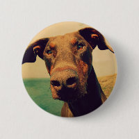 Closeudo drôle d'un chien Doberman naturel