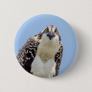 Badge Rond 5 Cm Closeup d'Osprey juvénile
