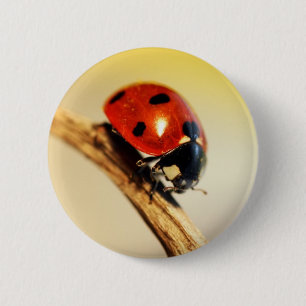 Badge Rond 5 Cm Coccinelle