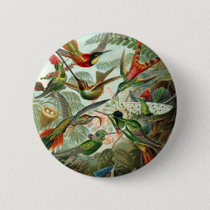 Badge Rond 5 Cm Colibri (Trochilidae) par Haeckel Button