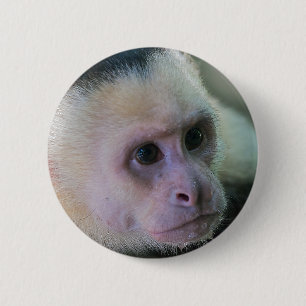 Badge Rond 5 Cm Costa Rica - Singe à tête blanche