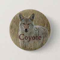 Coyote R2 dans les hautes herbes