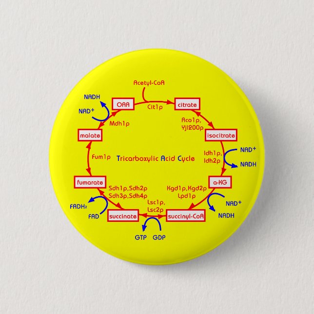 Badge Rond 5 Cm cycle d'acide tricarboxylique (Devant)