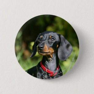 Badge Rond 5 Cm Dachshund miniature à poil lisse 3