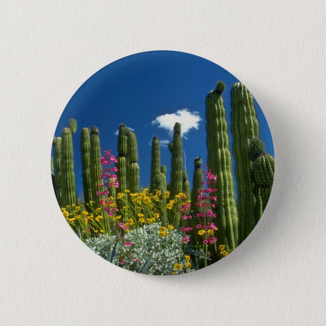 Badge Rond 5 Cm Dentelez beaucoup de plantes, désert de Sonoran, (Devant)