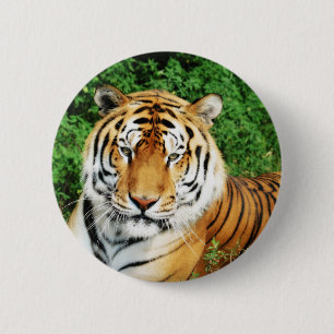Badge Rond 5 Cm Détente du tigre