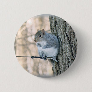 Badge Rond 5 Cm Écureuil gris - Sciurus carolinensis