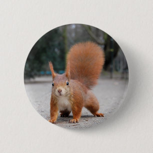 Badge Rond 5 Cm Écureuil rouge