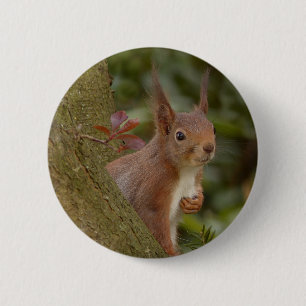Badge Rond 5 Cm Écureuil rouge malfaisant