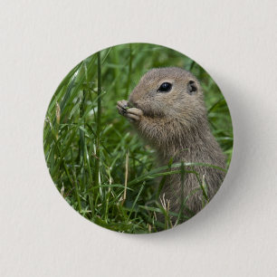 Badge Rond 5 Cm Écureuil terrestre européen