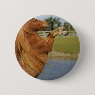 Badge Rond 5 Cm Élevage miniature de cheval