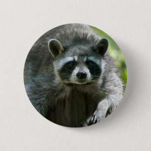Badge Rond 5 Cm Épinglette de raton laveur