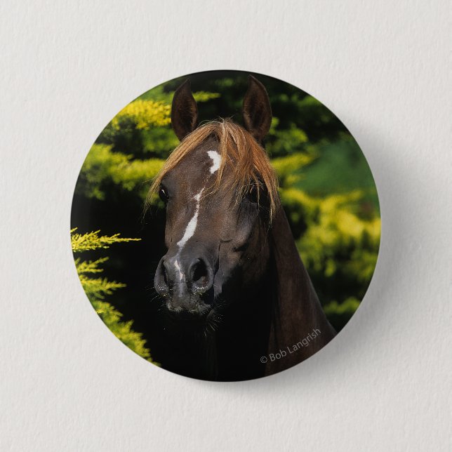 Badge Rond 5 Cm Étalon Arabe (Devant)