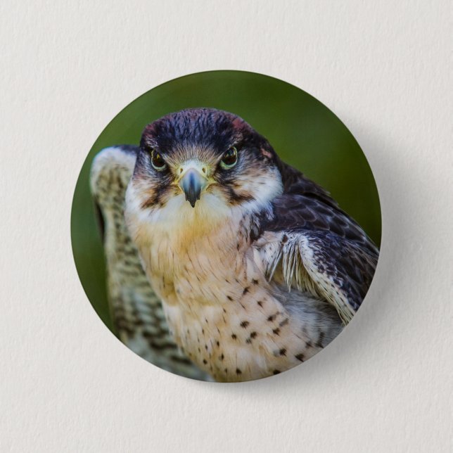 Badge Rond 5 Cm Faucon pérégrin (Devant)