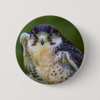 Badge Rond 5 Cm Faucon pérégrin