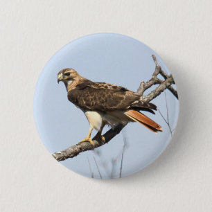 Badge Rond 5 Cm faucon Rouge-coupé la queue