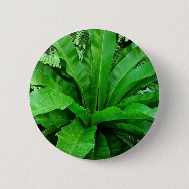 Badge Rond 5 Cm Ferne de nid d'oiseaux (Devant)