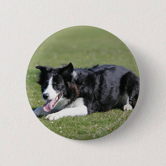 Badge Rond 5 Cm Fixation de border collie (Devant)