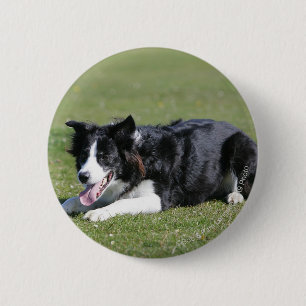 Badge Rond 5 Cm Fixation de border collie