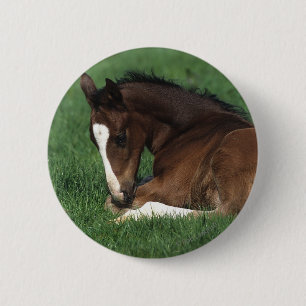 Badge Rond 5 Cm Fixation de poulain de Warmblood