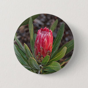 Badge Rond 5 Cm Fleur de Protea avec des gouttes de pluie