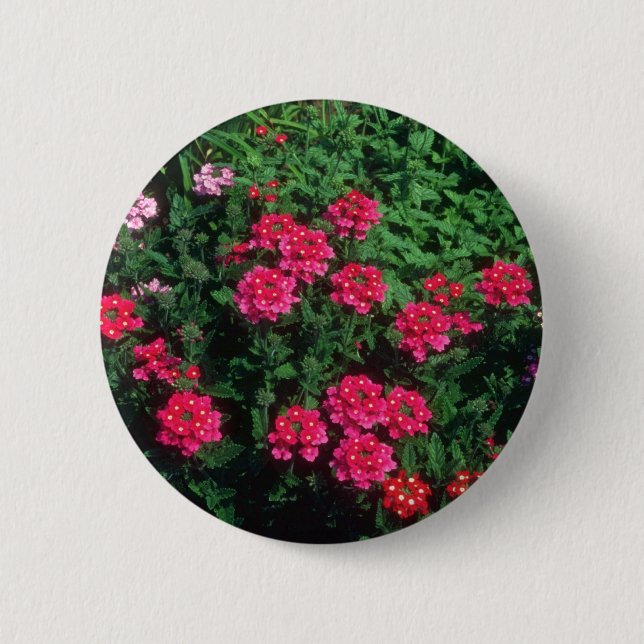 Badge Rond 5 Cm Fleurs de verveine de jardin (verveine Hybrida) (Devant)