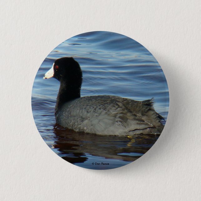 Badge Rond 5 Cm Foulque américaine B27 (Devant)
