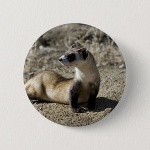 Badge Rond 5 Cm Furet Noir-Aux pieds (captif)